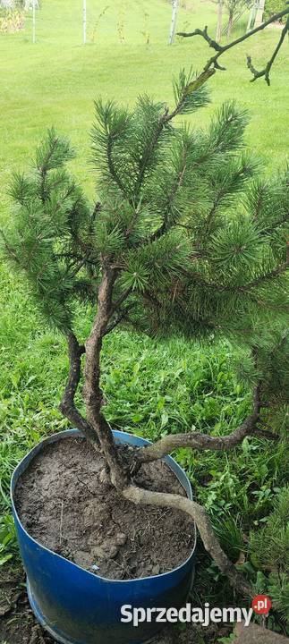 Bonsai sosna świerk jodła Chrzanów