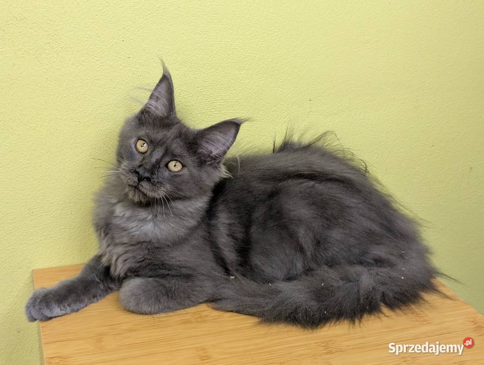 Ivett kocurek niebieski dymny Maine Coon