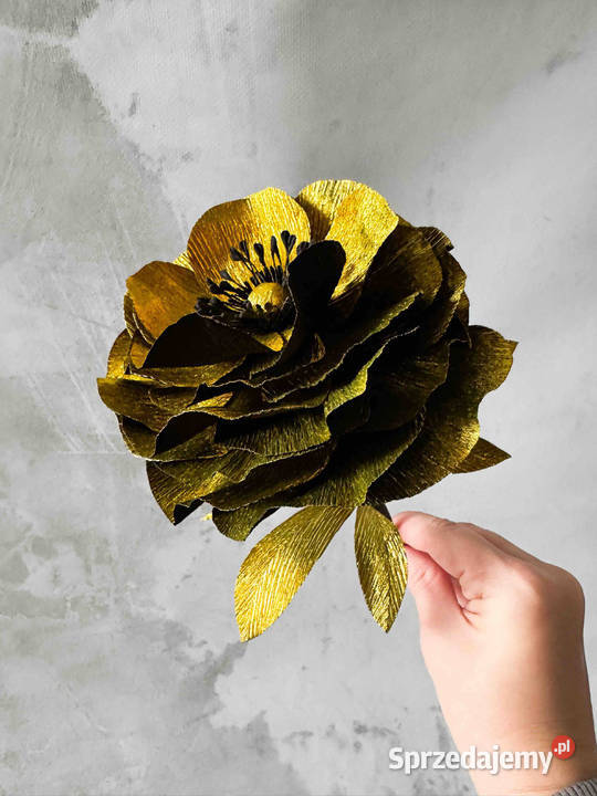 Kwiatek czarnozłoty rozmiar M Zielona Góra