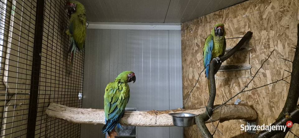 Ara Ambigua ara Oliwkowa samica 2025 Ptaki Rogoż sprzedam