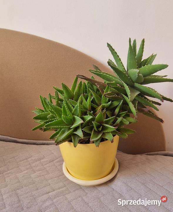 kwiat kwiatek roślina aloes małopolskie Kraków