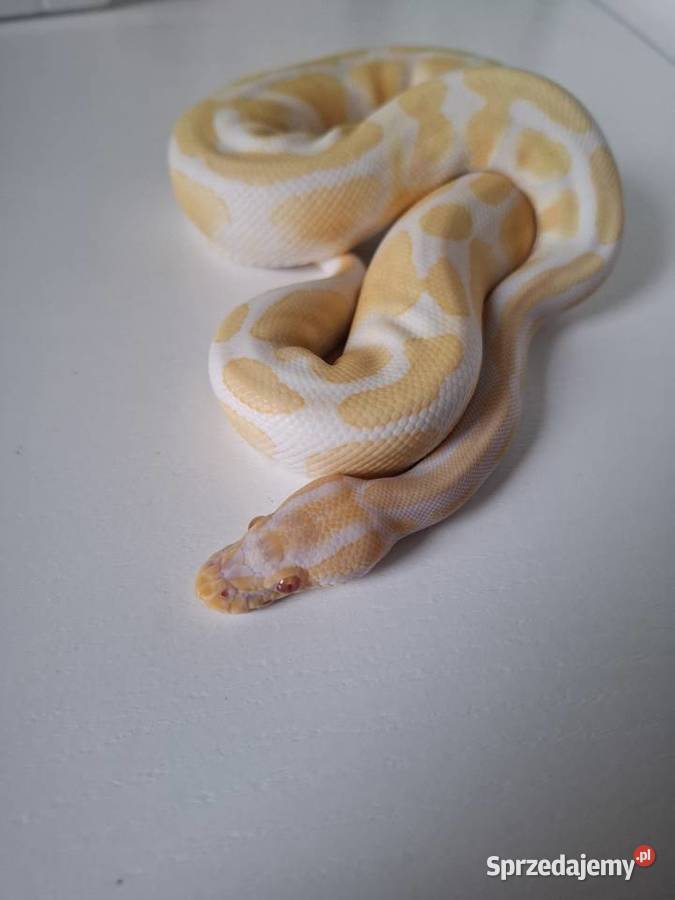 Pyton królewski Łódź