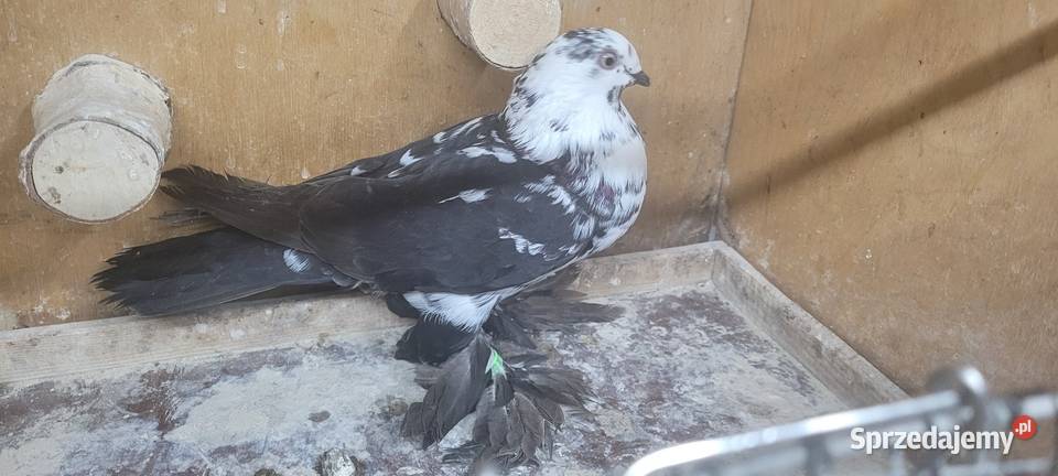 Gołębie widyn polski łódzkie