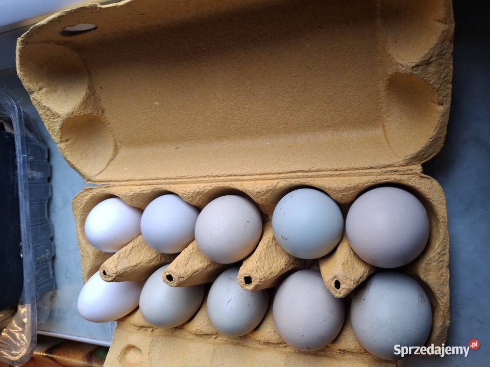Jaja lęgowe zielononóżek Sułoszyn sprzedam