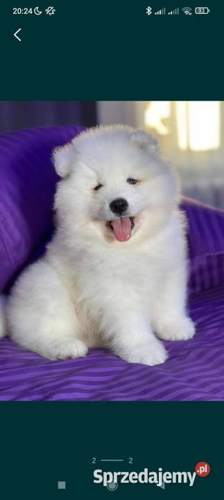 Samoyedy z hodowli Psy Łódź
