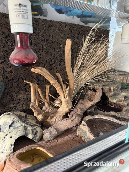Gekon terrarium i całe wyposażenie Ruda Śląska