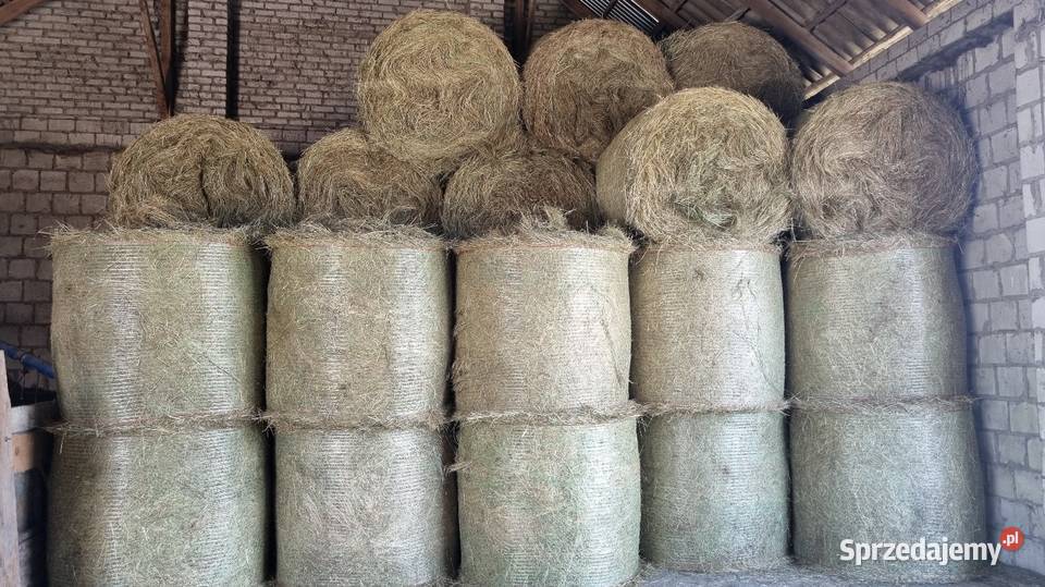 Siano bele tegoroczne Putnowice Wielkie sprzedam