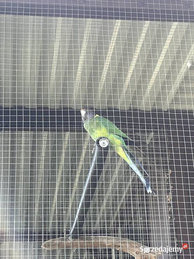 Papuga kragen samica Limanowa