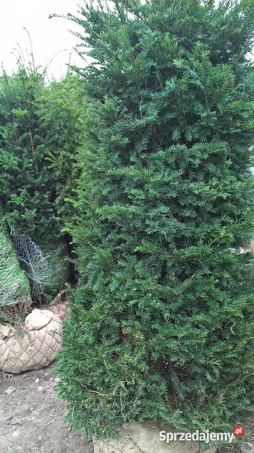 Cis Baccata Mega Wysoki Żywopłot Mszczonów