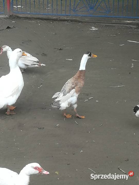 sprzedam kaczki bieguski małe i dorosłe Pińczów