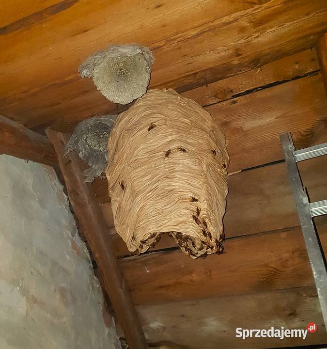 Usuwanie likwidacja gniazd os i szerszeni Biała Biała Podlaska