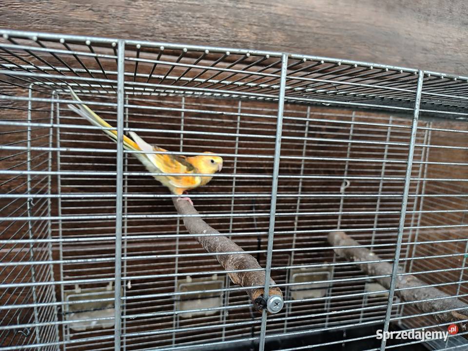 Papugi para Śmigiel