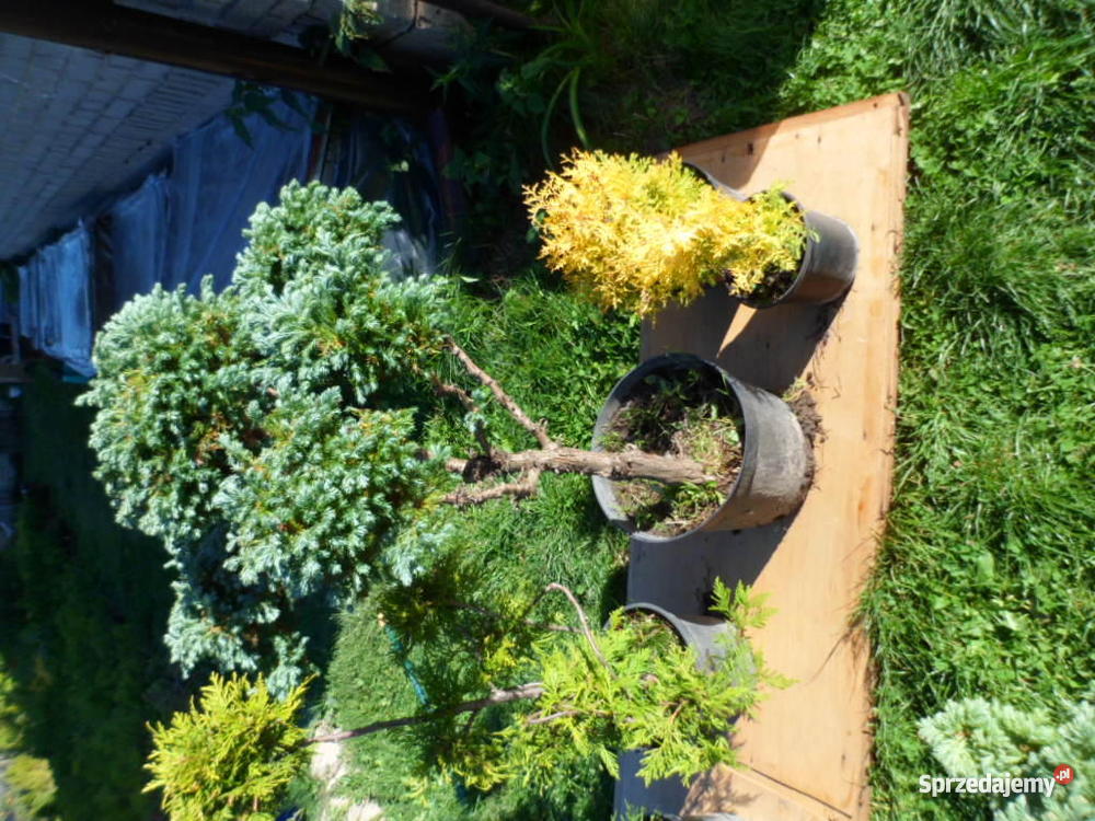 Krzewy ozdobne iglaki Mszczonów