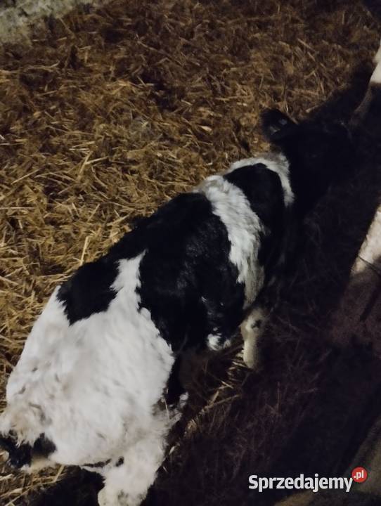 Sprzedam cielaki Jabłoń