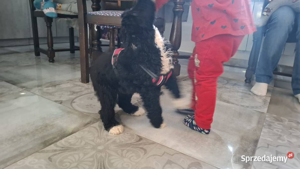 Portugalski pies dowodny piesek Szczenięta sprzedam