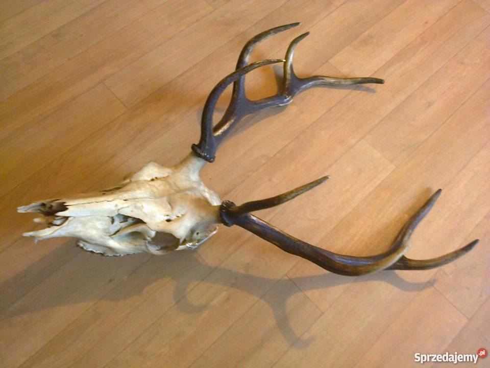 Poroże jelenia z czaszką Lubawa