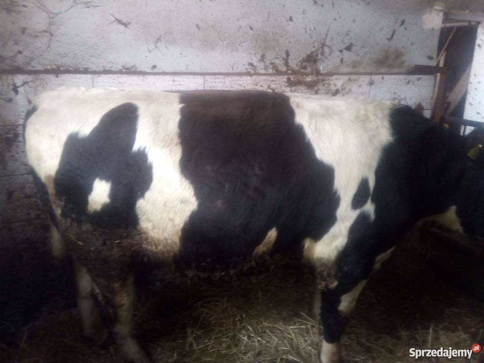 sprzedam byki 10 Wręczyca