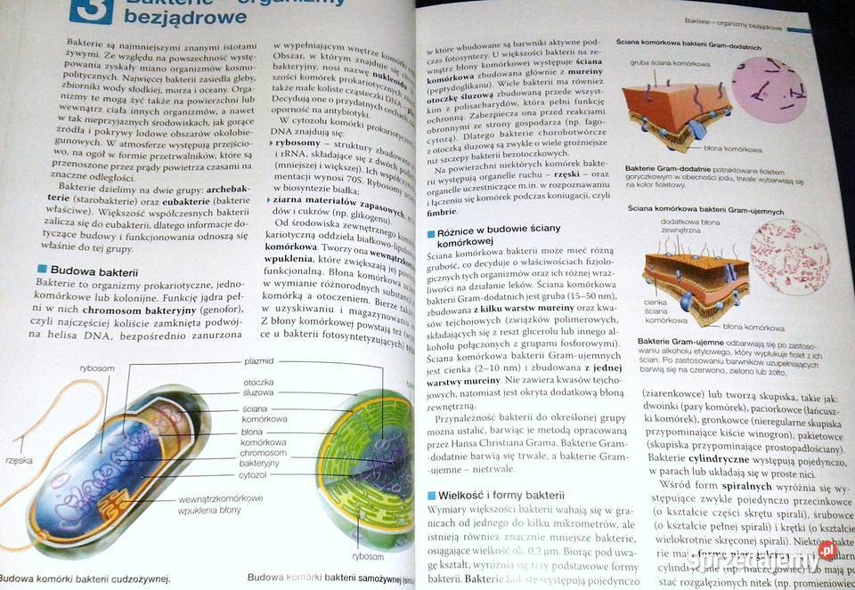 Biologia na czasie 1 Podręcznik Zakres Chełm