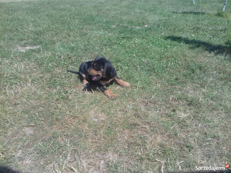 Oddam szczenięta gończy polski Dąbrowa Tarnowska