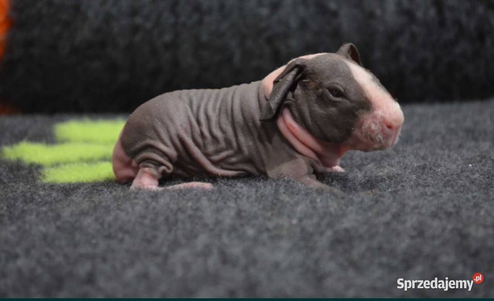 Świnka morska skinny kawia domowa cavia świnki Gryzonie