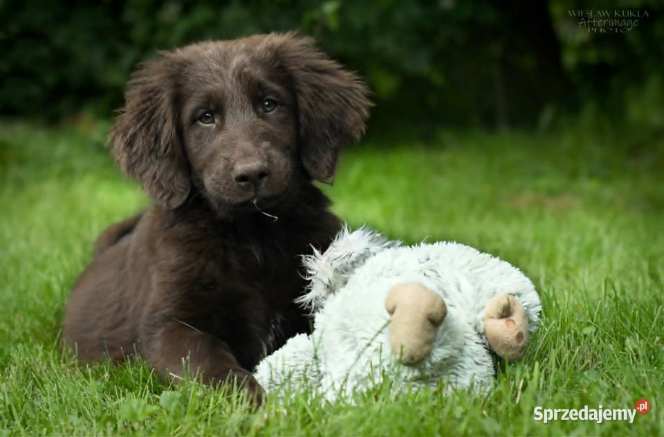 FlatCoated Retriever czekoladowe suczki ZKwP FCI sprzedam