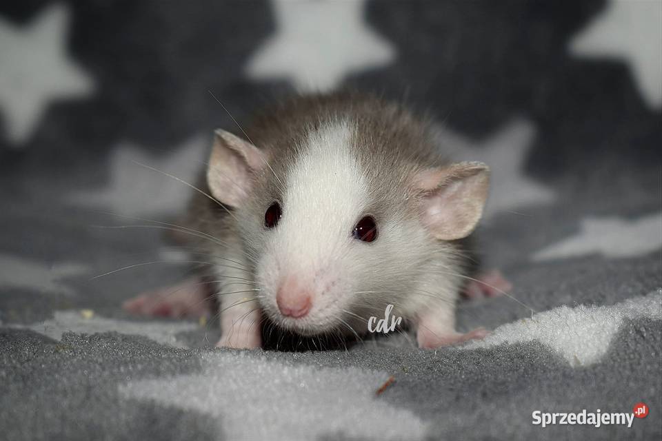Szczurki szczury szczur dumbo Wrocław