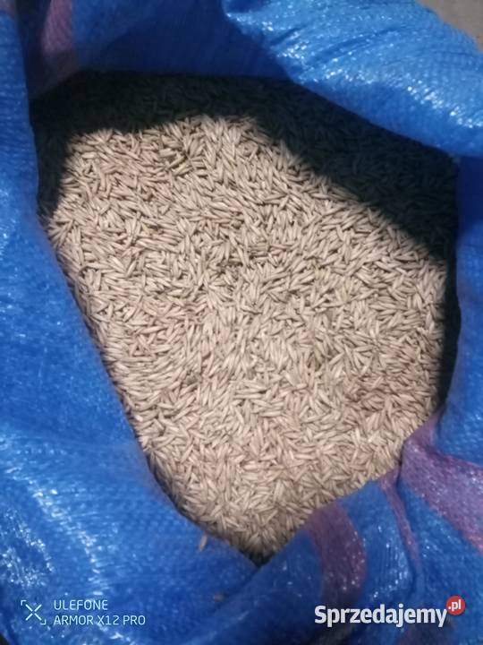 Owies ozimy Southwark lubelskie sprzedam