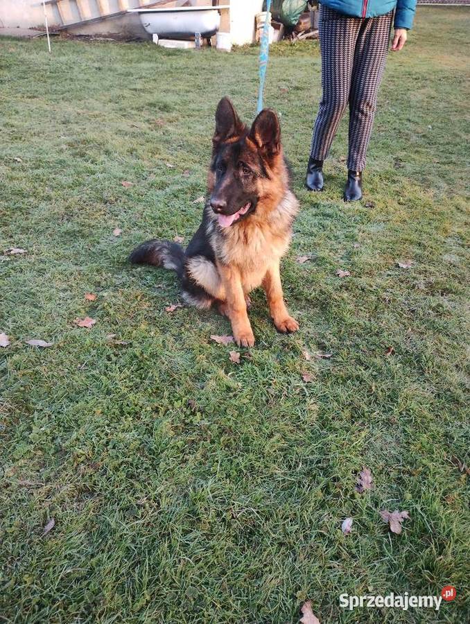 Owczarki niemieckie Godów