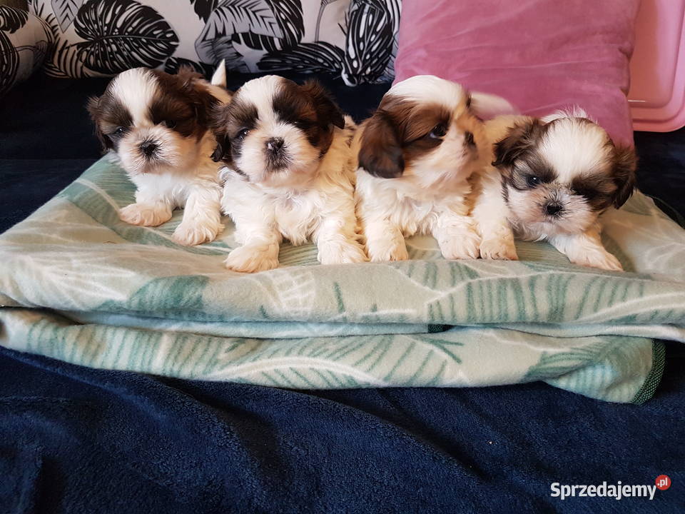 Shih tzu 3 suczki 1 pies Busko-Zdrój