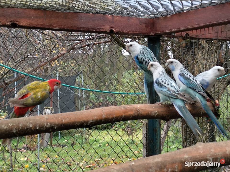 Rozelle Białolice 2025 Ptaki Borowo