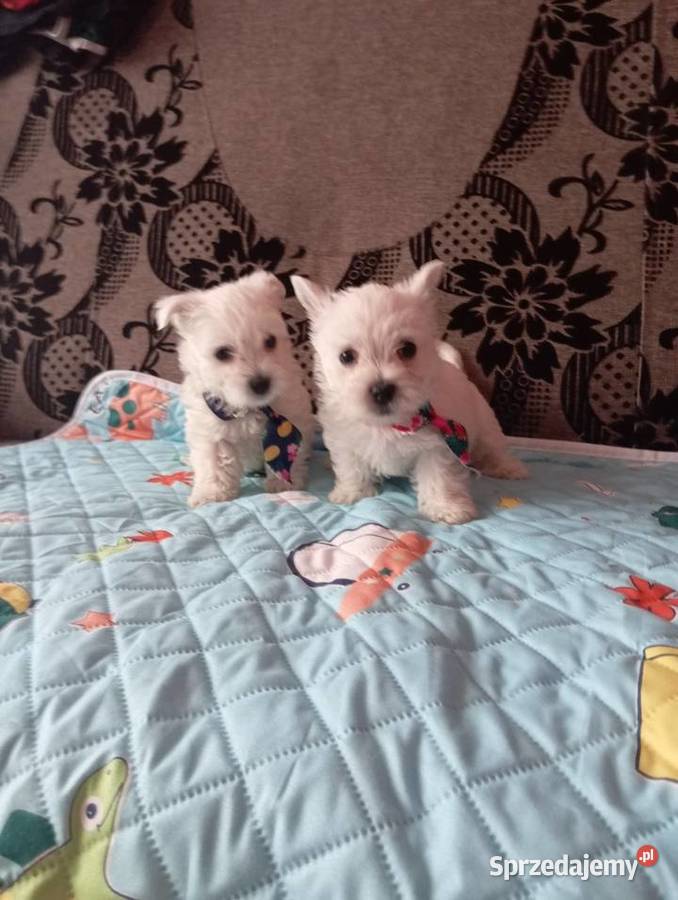 West Highland White Terrier West Highland White Terrier Sokoły