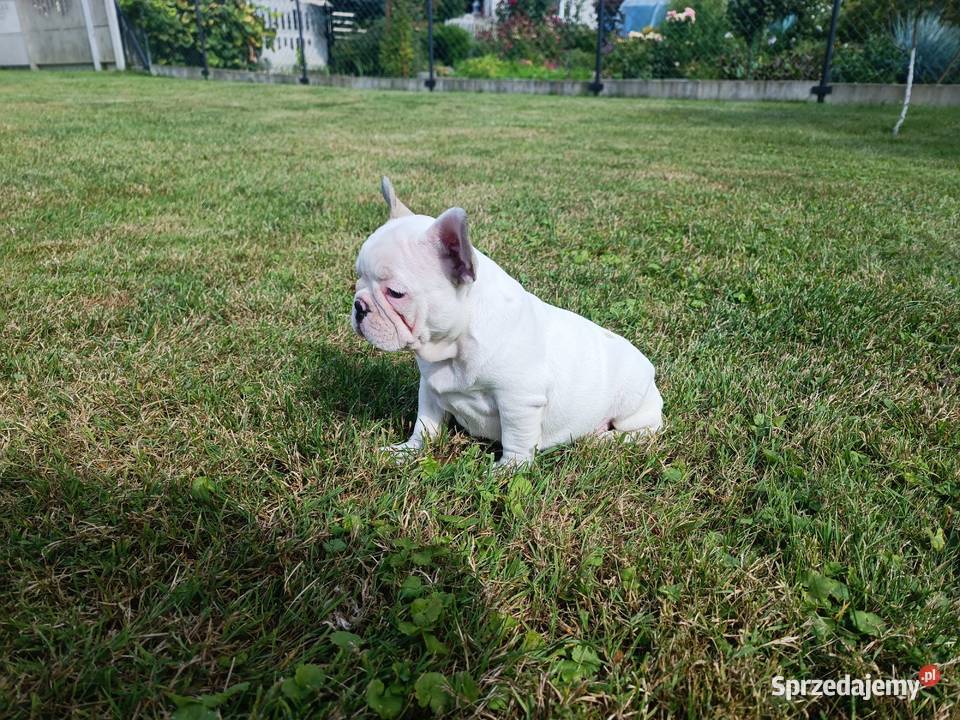 Buldog Francuski szczenięta 9 tyg Stare Bojanowo