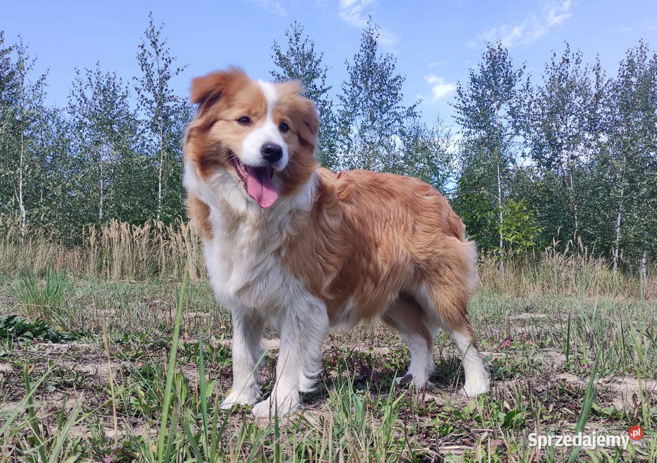 Piękna suczka HELGA BORDER COLLIE z pełną dok podkarpackie Iwonicz