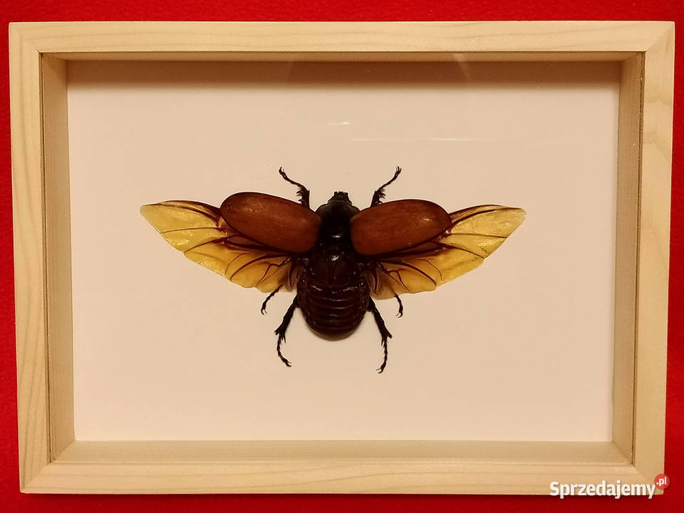 Chrząszcz w ramce 22x16 Eupatorus gracilicornis zachodniopomorskie Szczecin sprzedam