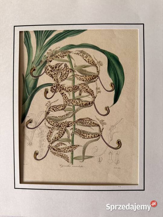 Antyczna rycina botaniczna staloryt XIX w Czerwionka-Leszczyny