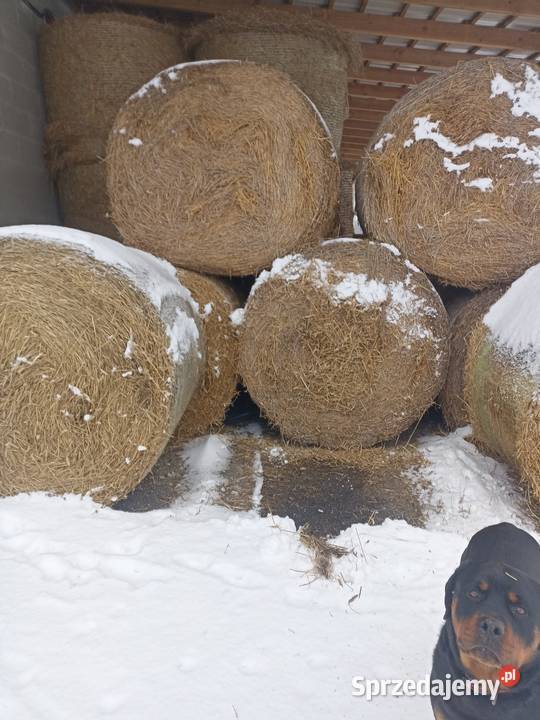 Bele Słomy 120x150 Nasielsk