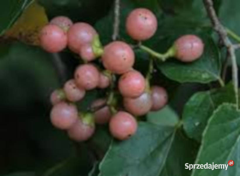  WIŚNIA INDYJSKA Cordia dichotoma NASIONA 100G Lubanie