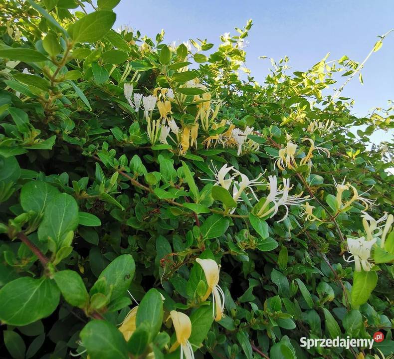 Wiciokrzew żółty x2 sztuki świetny Liściaste Rośliny Przemyśl