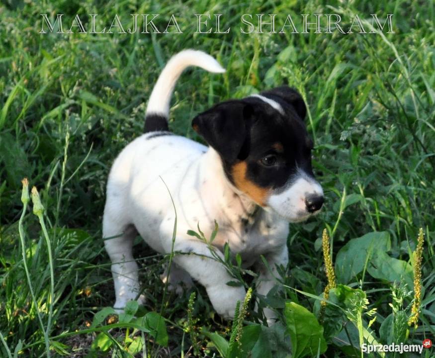 PIESEK Jack Russell Terrier GŁADKOWŁOSY na Skrzeszew