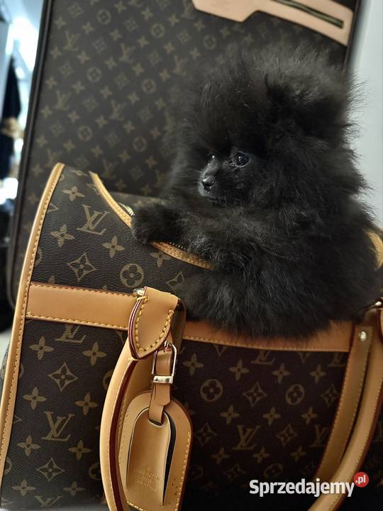 Szpic miniaturowy Pomeranian suczka Zwierzęta Gorzów Wielkopolski