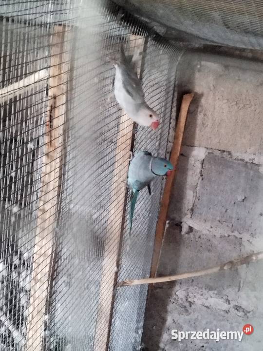 Rozelle Białolice Królewskie aleksandretty Ptaki łódzkie