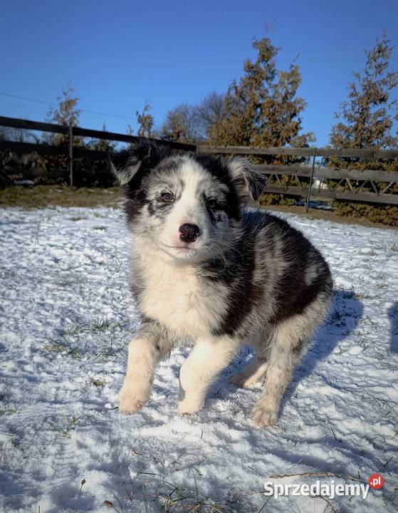 Border collie sable merle Hrubieszów
