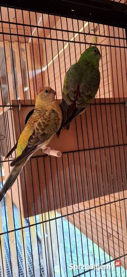 Świergotki sprzedam Wola Kutowa sprzedam