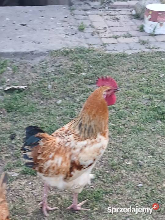 Sprzedam koguta sprzedam