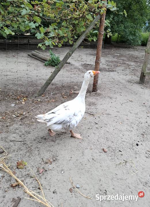 Sprzedam kaczkę kaczora gąsiora wielkopolskie Boruja Kościelna