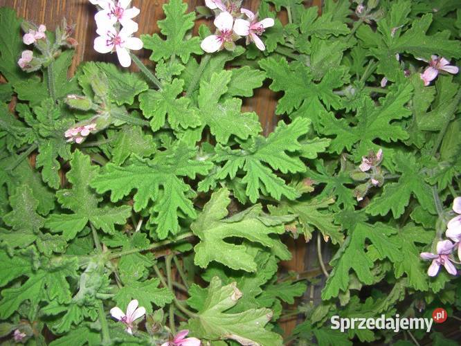 Zioła różne Rośliny Białowieża
