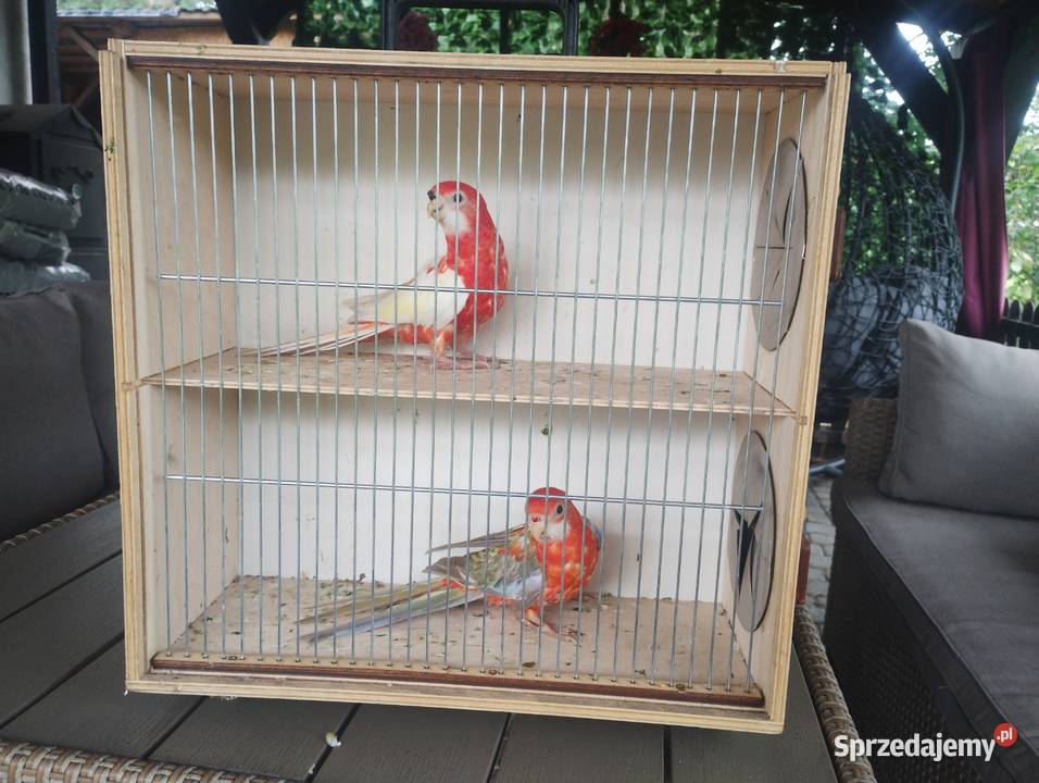 Sprzedam rozelle białolice śląskie Bystra