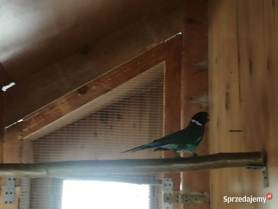 Sprzedam samca kragena niebieskiego