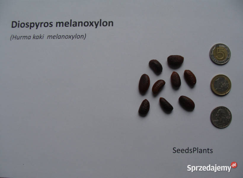 HURMA KAKI MELANOXYLON Diospyros melanoxylon kujawsko-pomorskie Lubanie