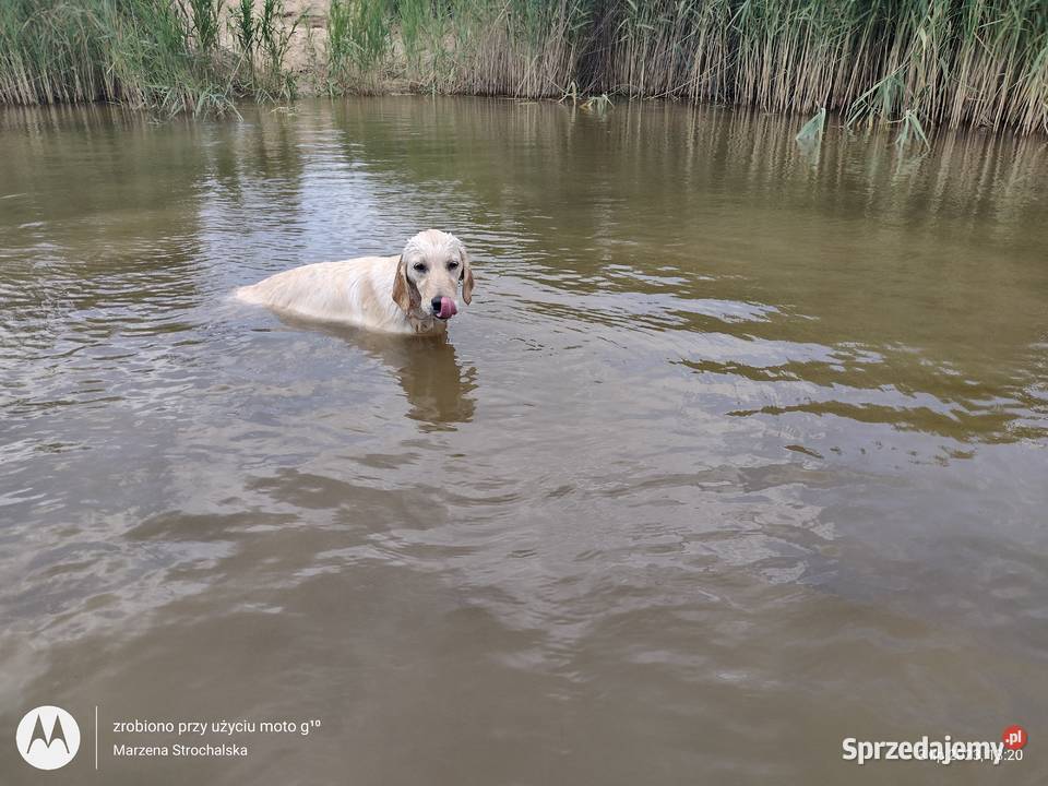 golden retriever suczka ZKwP